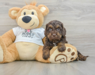 7 week old Cockapoo Puppy For Sale - Pilesgrove Pups
