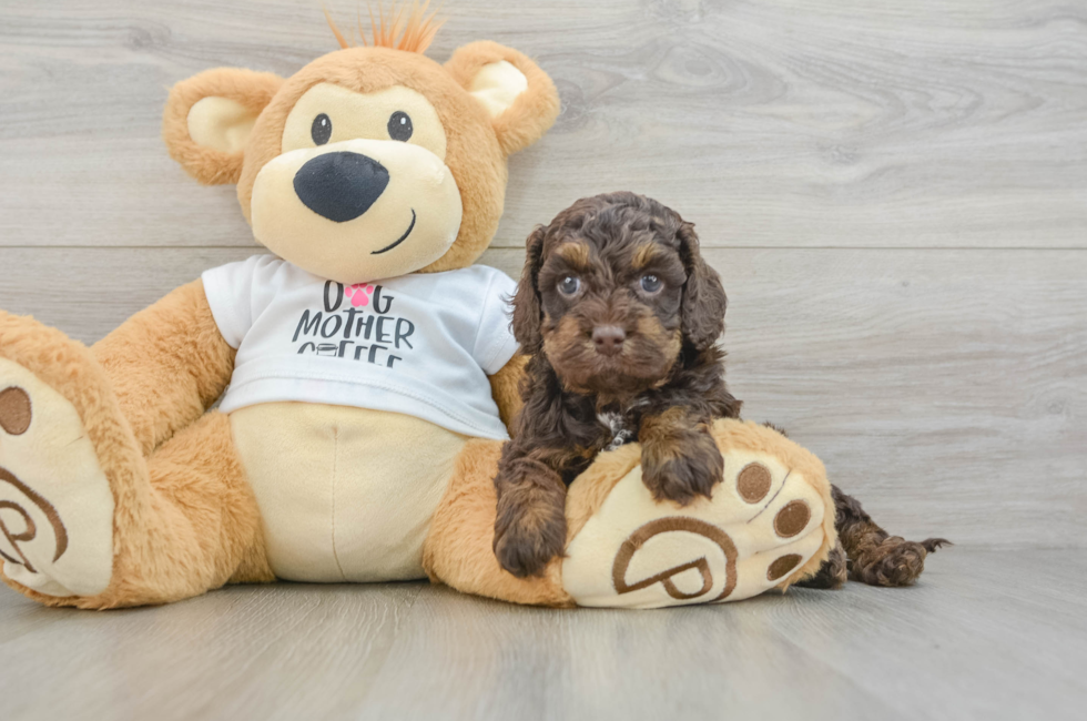 6 week old Cockapoo Puppy For Sale - Pilesgrove Pups