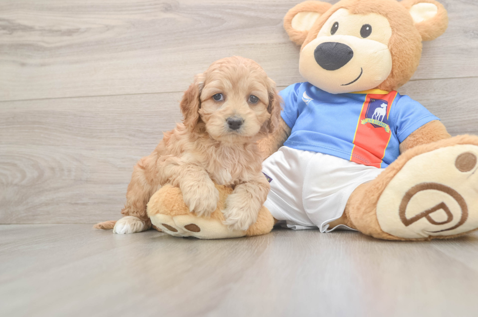 5 week old Cockapoo Puppy For Sale - Pilesgrove Pups