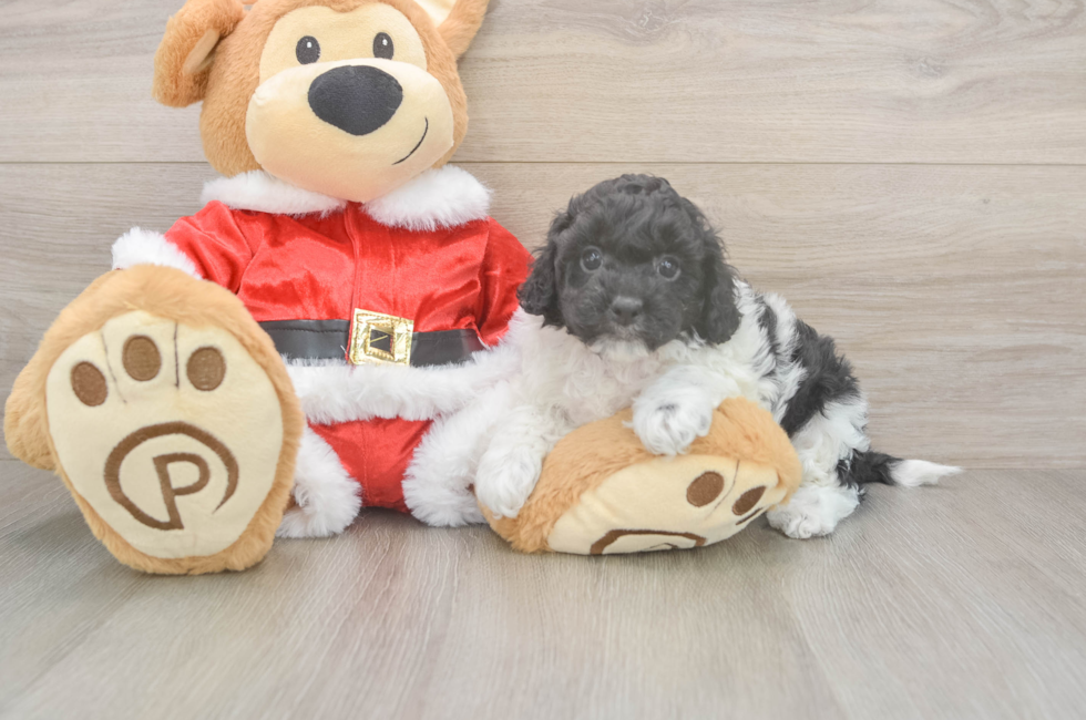 5 week old Cockapoo Puppy For Sale - Pilesgrove Pups