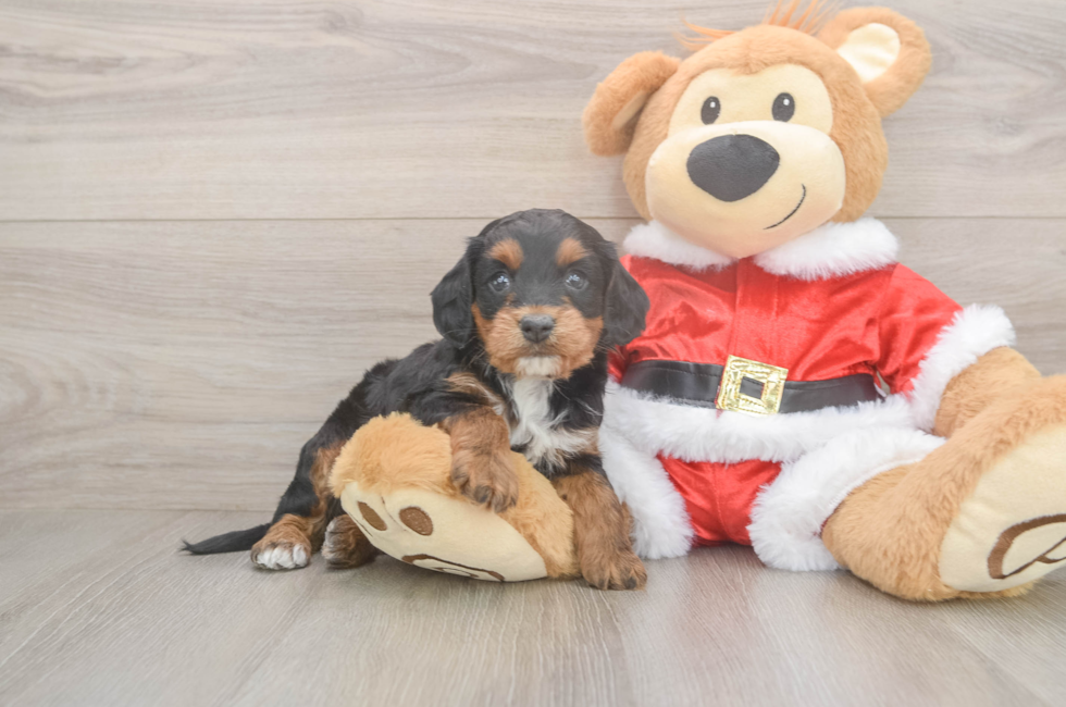 5 week old Cockapoo Puppy For Sale - Pilesgrove Pups