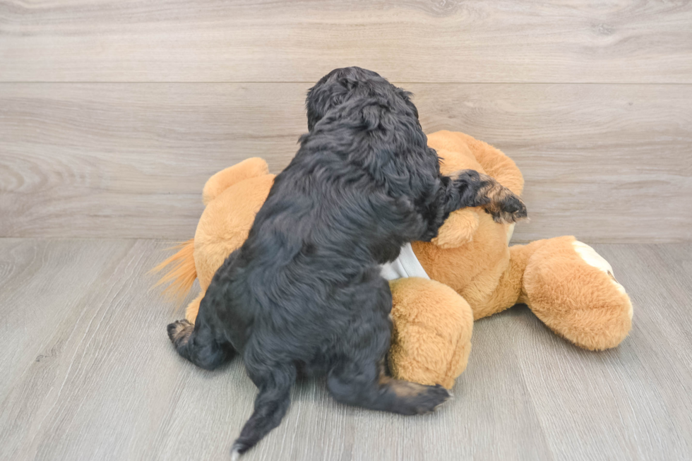 Hypoallergenic Cocker Doodle Poodle Mix Puppy
