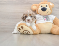 7 week old Cockapoo Puppy For Sale - Pilesgrove Pups