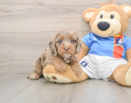 7 week old Cockapoo Puppy For Sale - Pilesgrove Pups