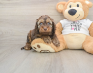 6 week old Cockapoo Puppy For Sale - Pilesgrove Pups