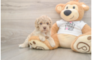Cockapoo Puppy for Adoption