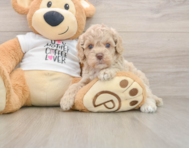 5 week old Cockapoo Puppy For Sale - Pilesgrove Pups