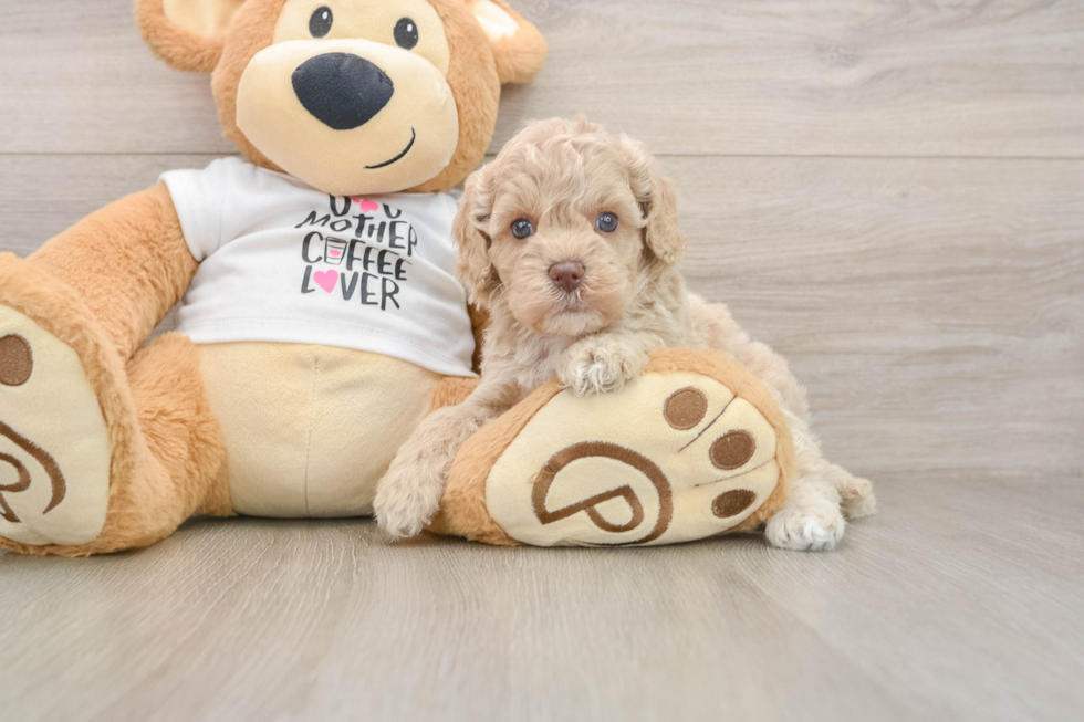 Funny Cockapoo Poodle Mix Pup