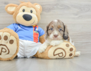 6 week old Cockapoo Puppy For Sale - Pilesgrove Pups