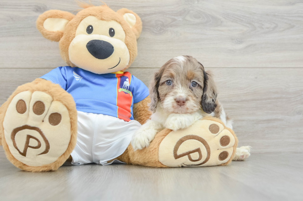 6 week old Cockapoo Puppy For Sale - Pilesgrove Pups