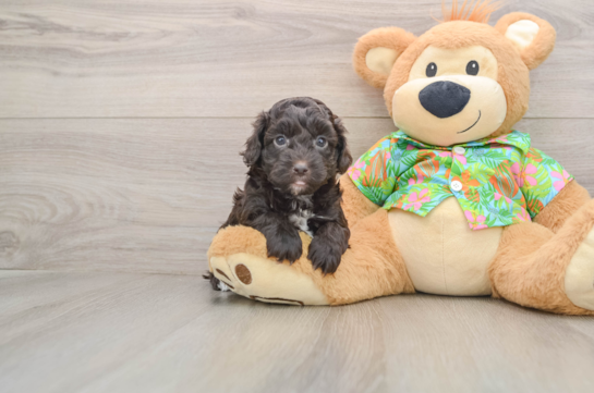 Fluffy Cockapoo Poodle Mix Pup