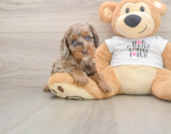 6 week old Cockapoo Puppy For Sale - Pilesgrove Pups