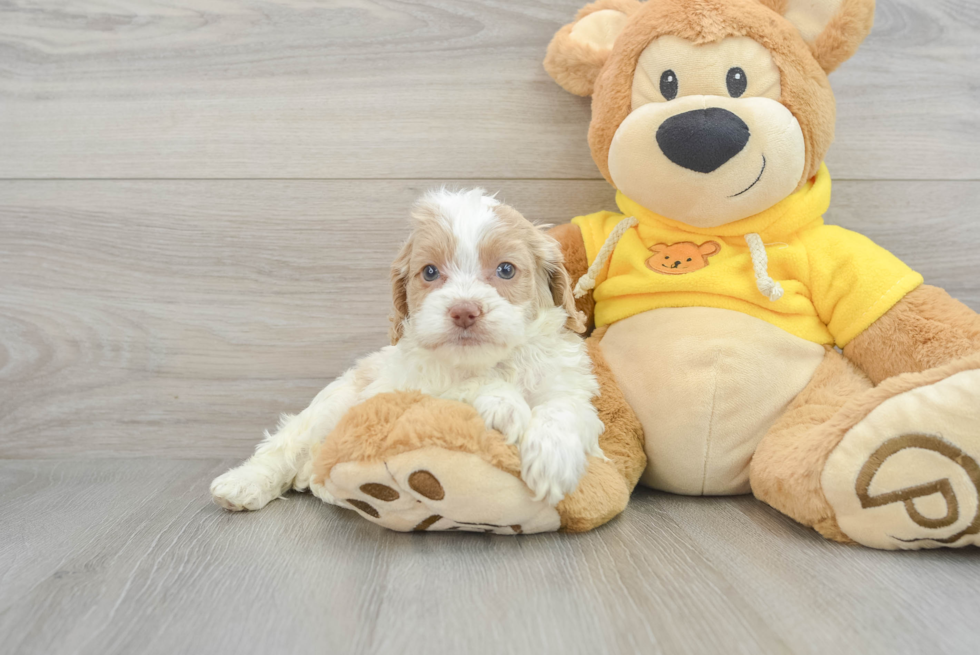 Energetic Cockerpoo Poodle Mix Puppy