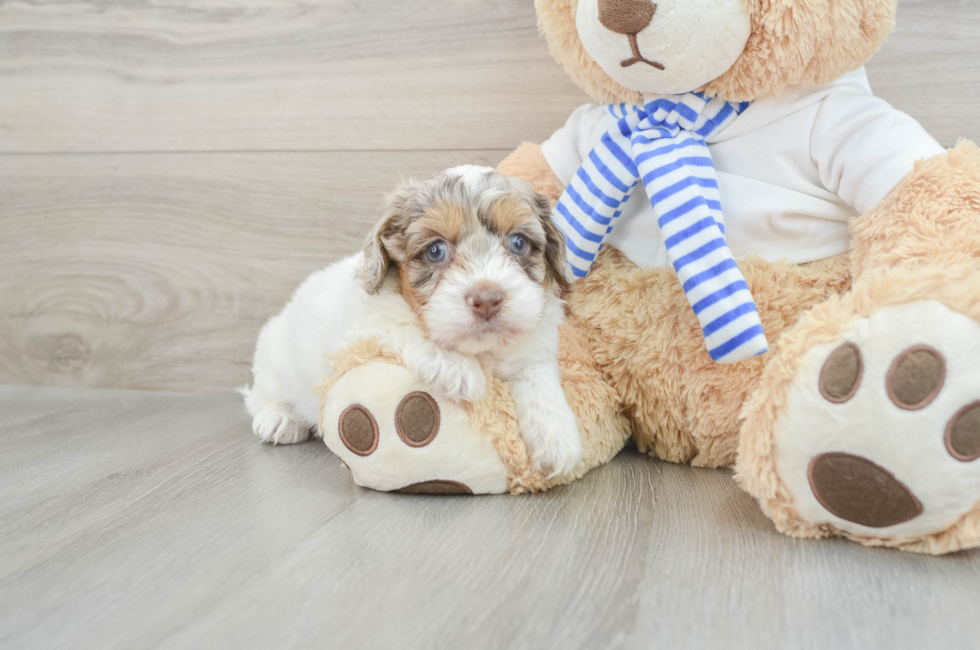 7 week old Cockapoo Puppy For Sale - Pilesgrove Pups