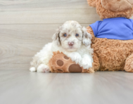 7 week old Cockapoo Puppy For Sale - Pilesgrove Pups