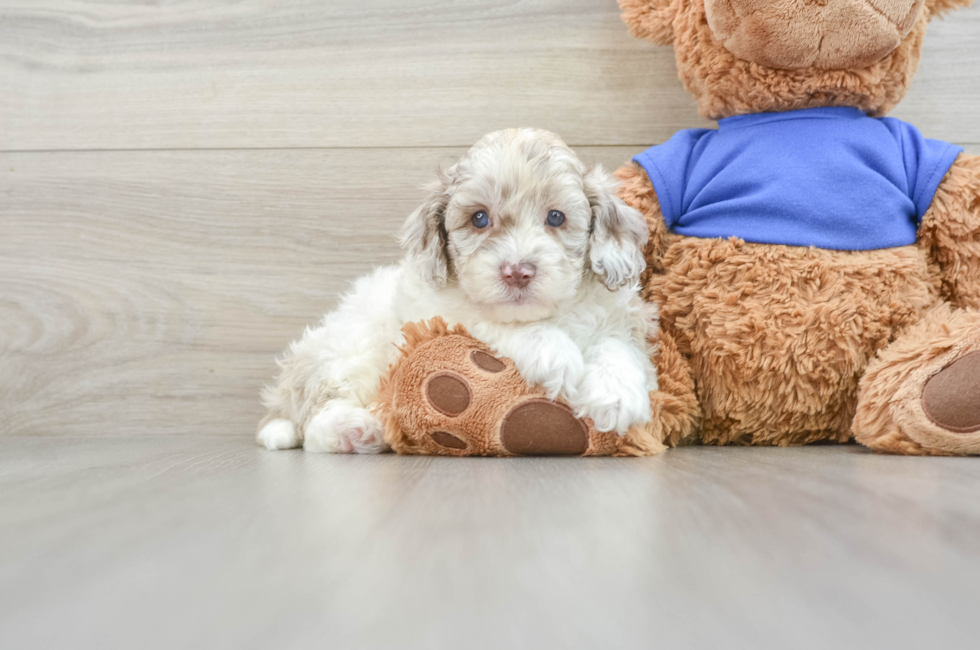 6 week old Cockapoo Puppy For Sale - Pilesgrove Pups