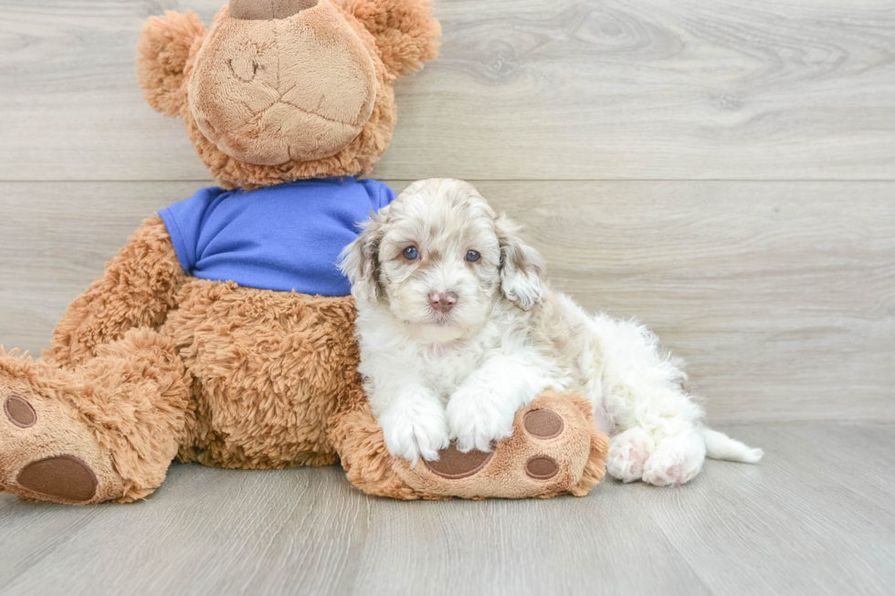 Best Cockapoo Baby