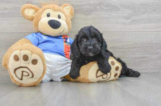 Fluffy Cockapoo Poodle Mix Pup