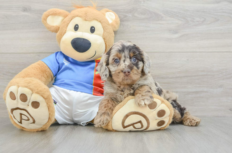 6 week old Cockapoo Puppy For Sale - Pilesgrove Pups