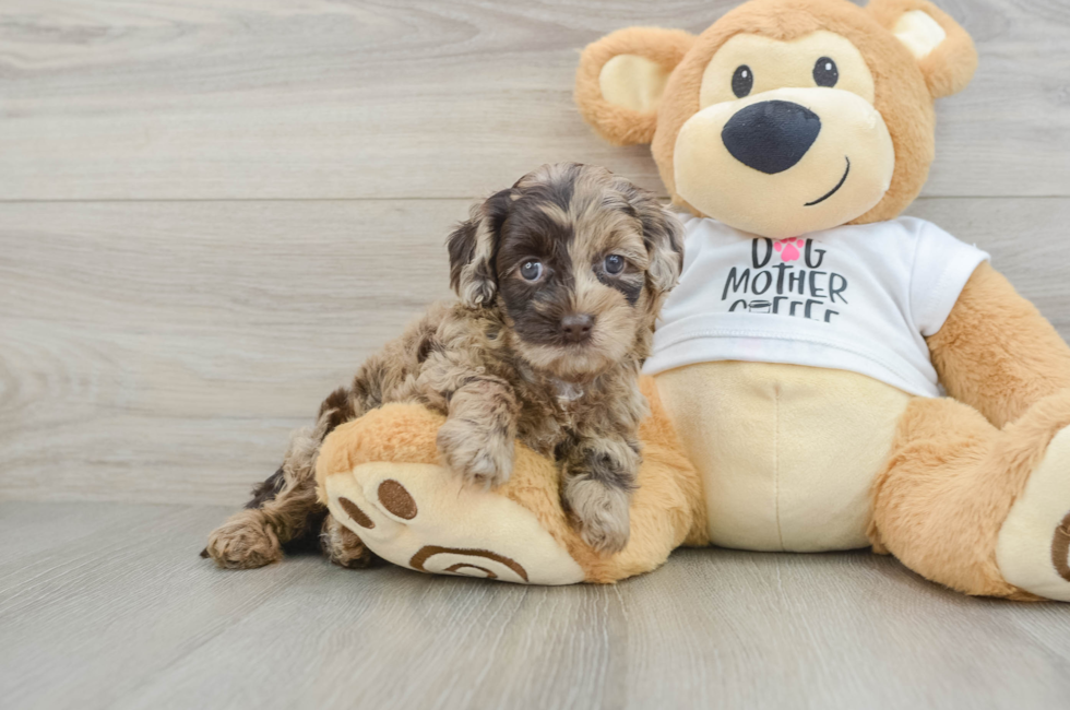 6 week old Cockapoo Puppy For Sale - Pilesgrove Pups