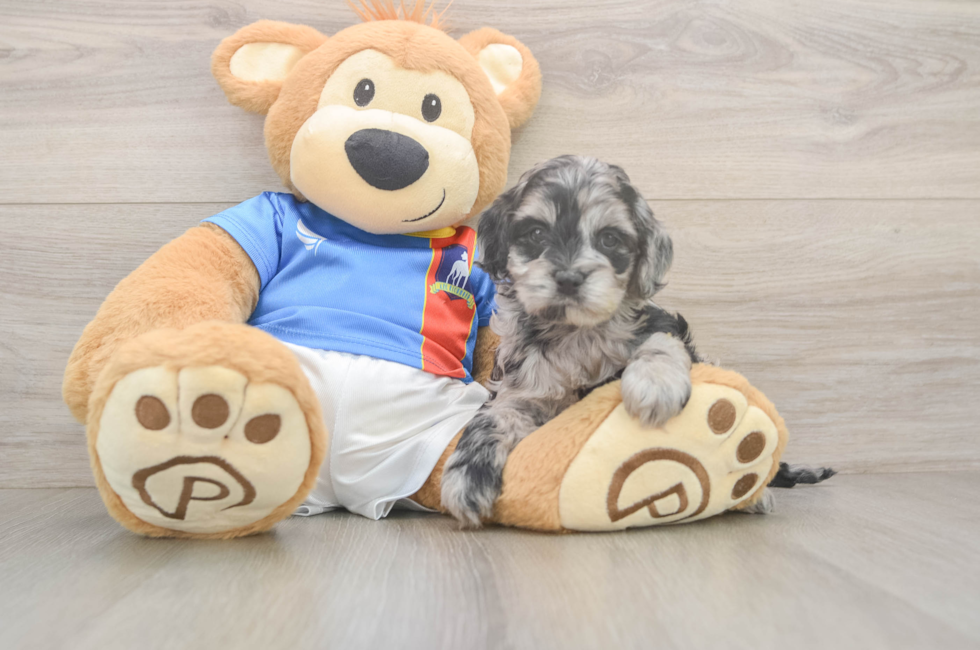 5 week old Cockapoo Puppy For Sale - Pilesgrove Pups