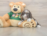 8 week old Cockapoo Puppy For Sale - Pilesgrove Pups