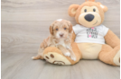 Best Cockapoo Baby