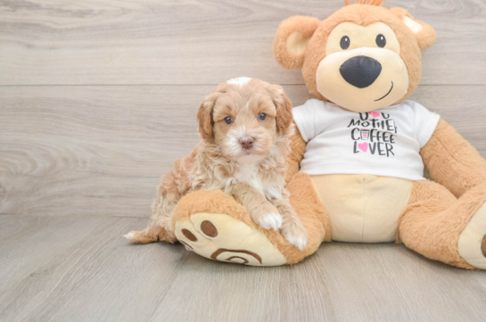Best Cockapoo Baby