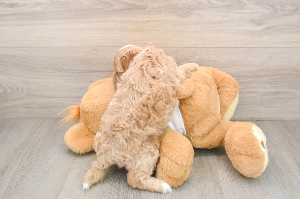 Best Cockapoo Baby