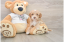 Petite Cockapoo Poodle Mix Pup