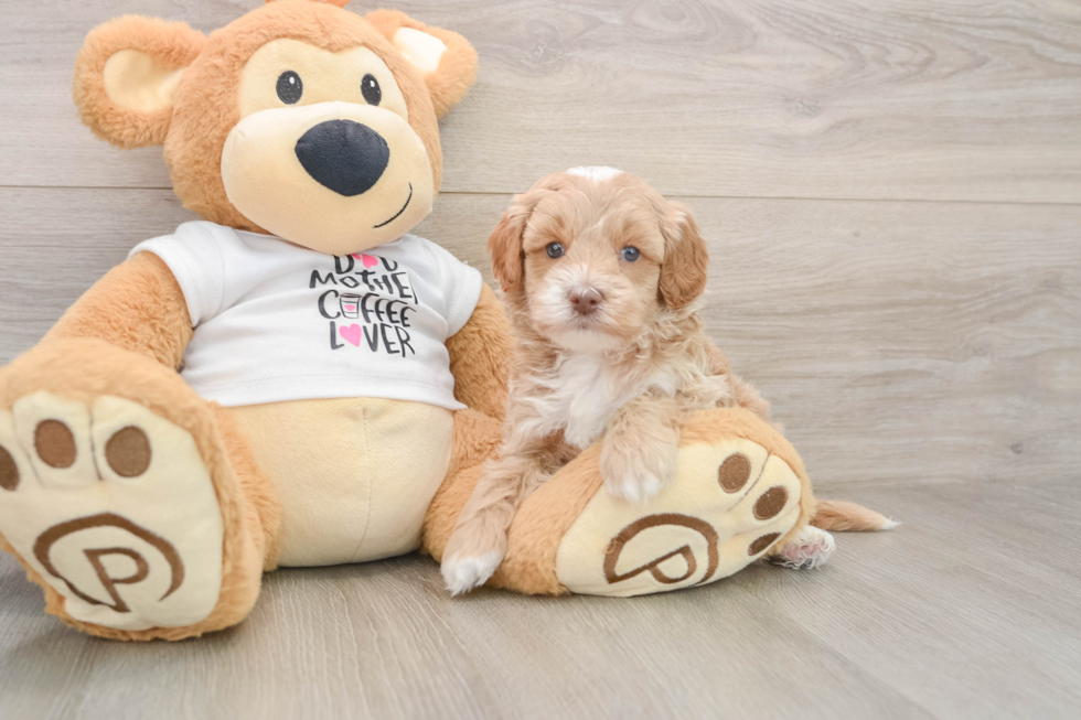 Petite Cockapoo Poodle Mix Pup