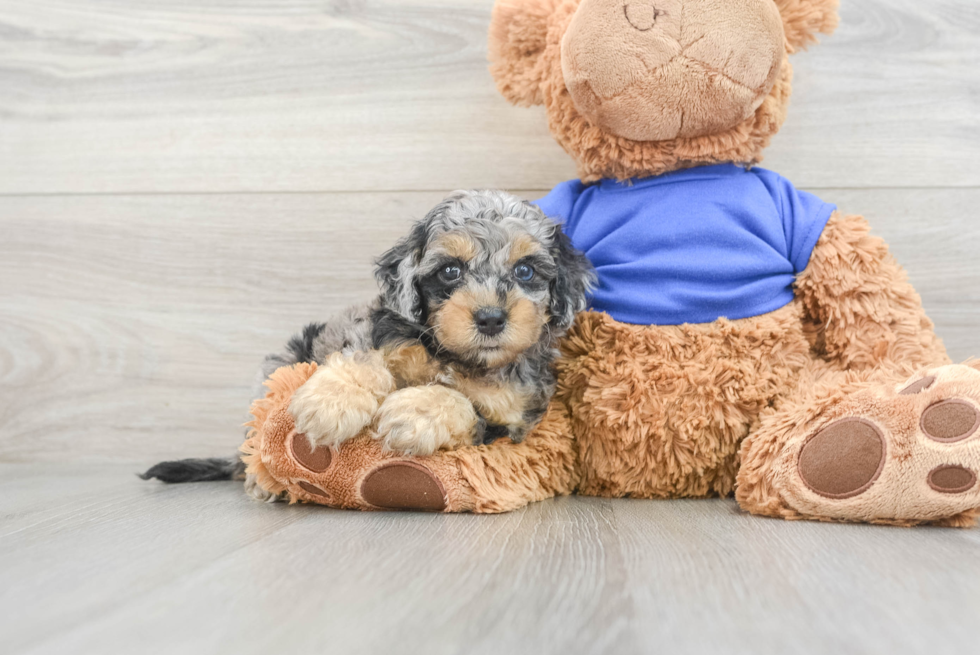 Cockapoo Puppy for Adoption