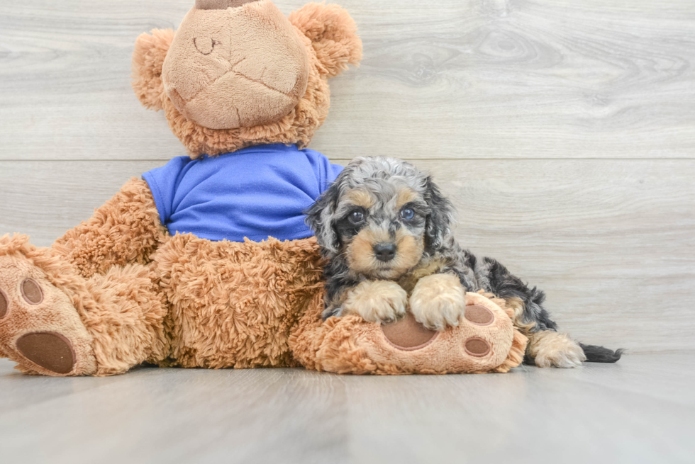 Cockapoo Puppy for Adoption