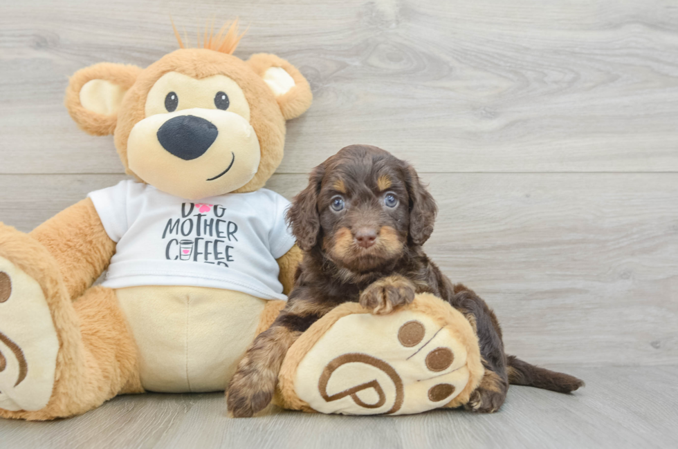 6 week old Cockapoo Puppy For Sale - Pilesgrove Pups
