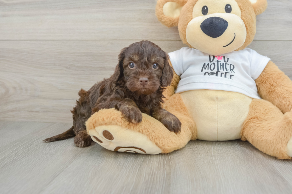 6 week old Cockapoo Puppy For Sale - Pilesgrove Pups