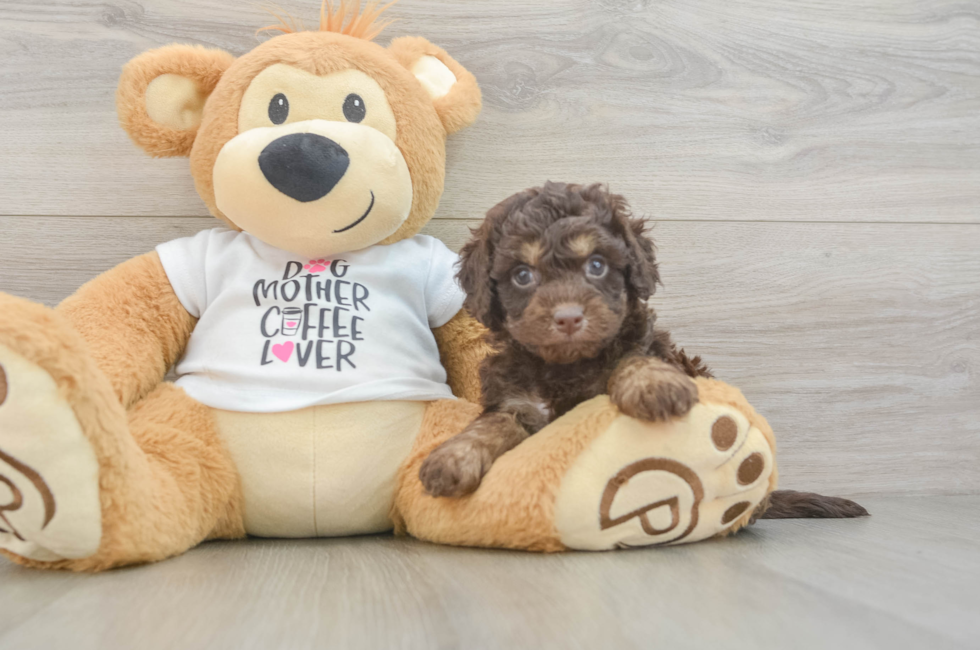 5 week old Cockapoo Puppy For Sale - Pilesgrove Pups