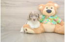 Cockapoo Puppy for Adoption