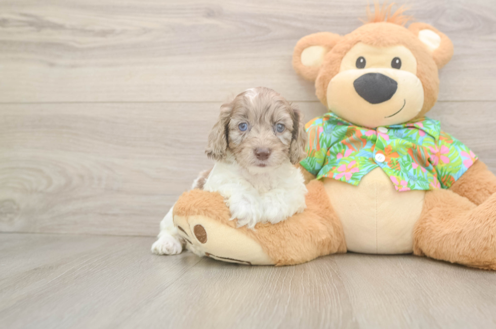 5 week old Cockapoo Puppy For Sale - Pilesgrove Pups