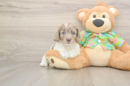 Cockapoo Puppy for Adoption