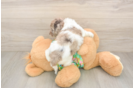 Energetic Cocker Doodle Poodle Mix Puppy