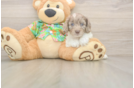 Cockapoo Pup Being Cute