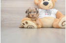 Friendly Cockapoo Baby