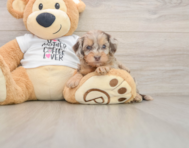 7 week old Cockapoo Puppy For Sale - Pilesgrove Pups