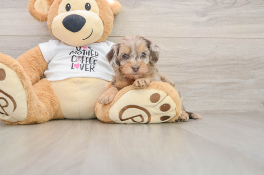 Sweet Cockapoo Baby