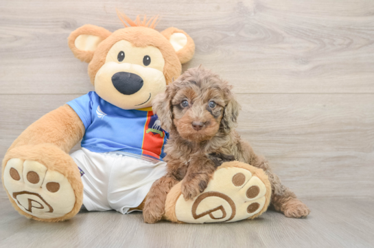 Cockapoo Puppy for Adoption
