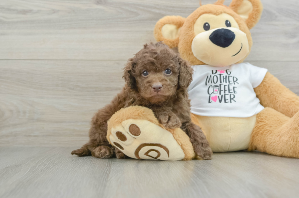 5 week old Cockapoo Puppy For Sale - Pilesgrove Pups