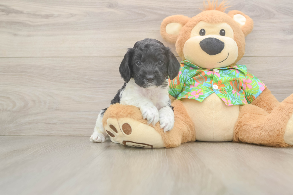 Cockapoo Puppy for Adoption
