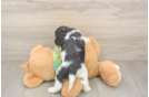 Cockapoo Puppy for Adoption