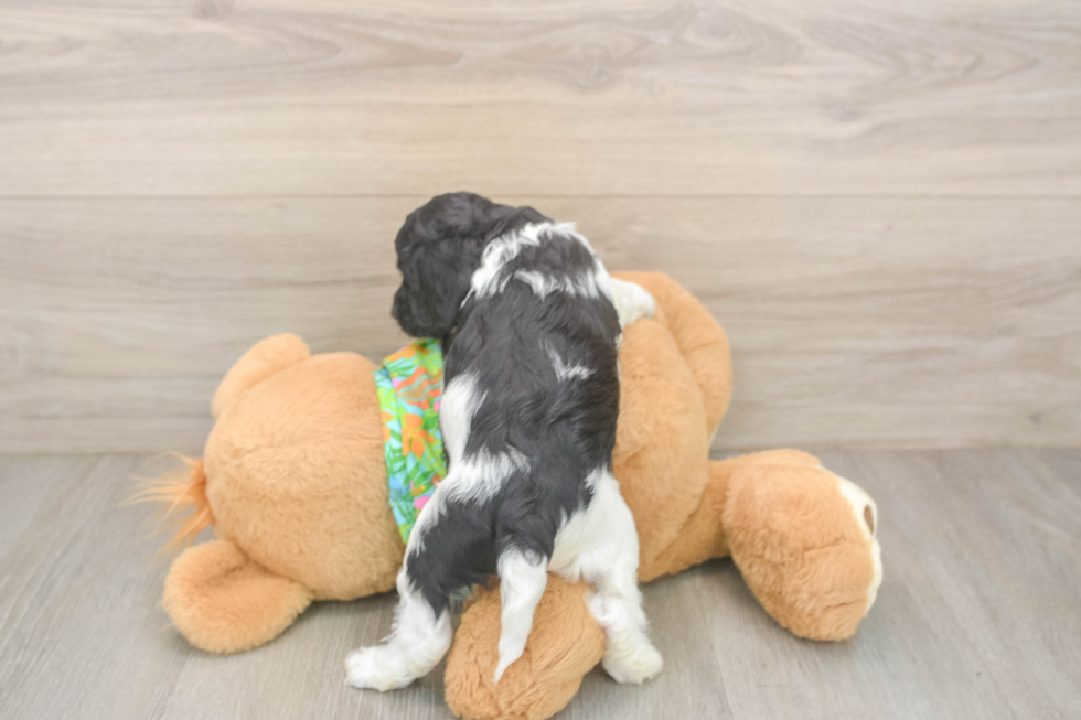 Cockapoo Puppy for Adoption