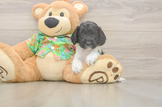 Best Cockapoo Baby